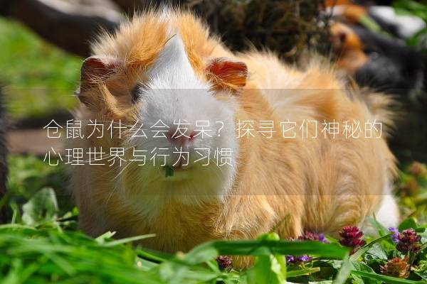 倉鼠為什么會發呆？探尋它們神秘的心理世界與行為習慣